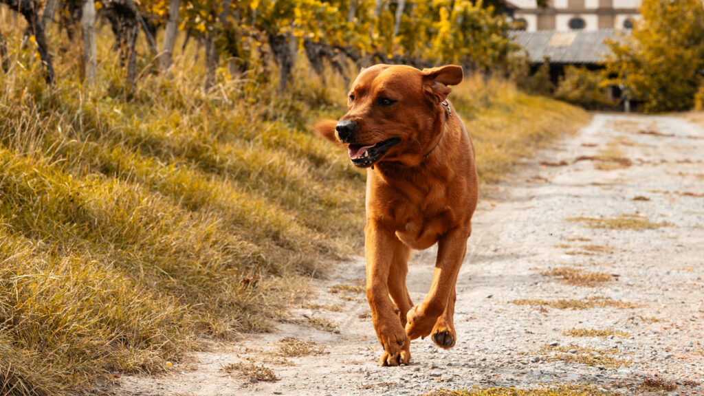 Hundefotografie Simba