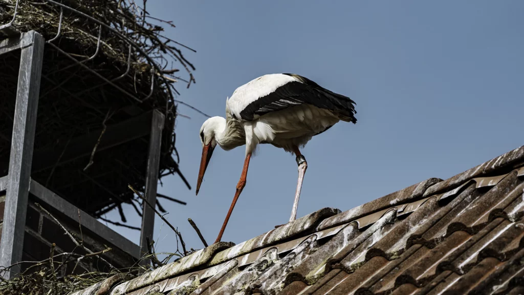 Storch in Uehlfeld auf dem Dach