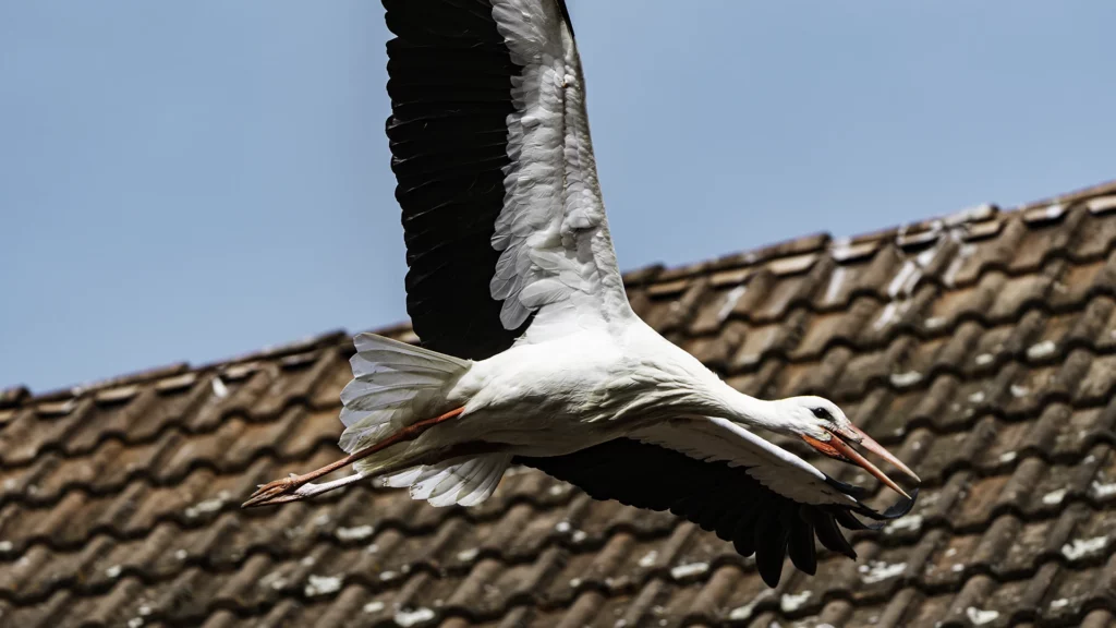 Storch im Flug